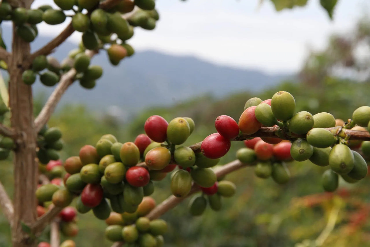 A Complete Guide To The Rich Flavours of Arabica Coffee